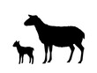 Vector illustration of sheep with young lamb. Silhouettes of farm animals, domestic small cattle adult and young.
