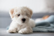 Cute little maltese dog puppy, sitting on the couch at home, looking at camera
