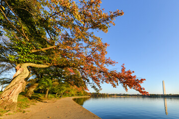 Wall Mural - Autumn in Washington D.C. - Tidal basin and Washington Monument