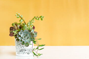 Wall Mural - Mix of echeveria, crassula succulent plants arrangement in white pot on white table top ,yellow background