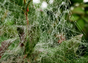 Wall Mural - spider web in the morning dew