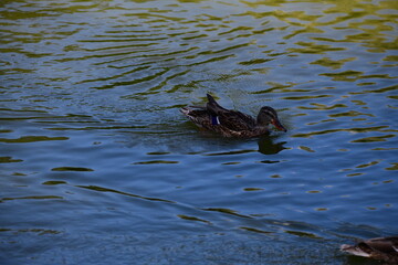 wild ducks swim on the river