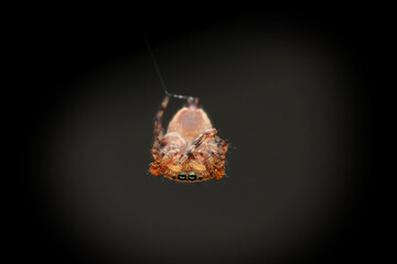 spider on black background