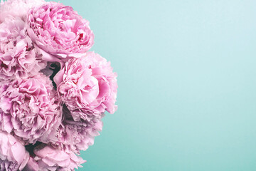 Wall Mural - Pink peony flower on blue background. Copy space. Floral composition. Wedding, birthday, anniversary bouquet. Woman day, Mother's day. Macro of peonies flowers