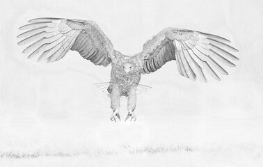 Wall Mural - White tailed eagle (Haliaeetus albicilla) sketch