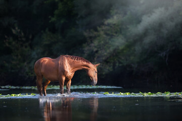 Wall Mural - chestnut horse in river with splash of water