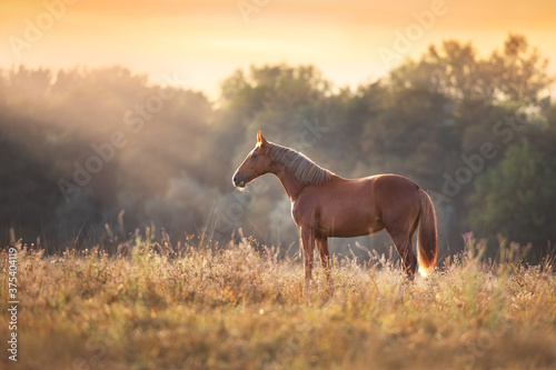 Fotografía Red horse standing in meadow