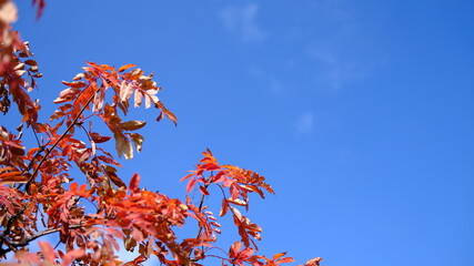 Wall Mural - autumn leaves against blue sky