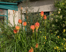 Bright Orange Flower Heads Of Rooper's Red Hot Poker (Kniphofia Rooperi) Growing In A Herbaceous Border In A Country Cottage Garden In Rural Devon, England, UK