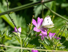 Large White Butterfly On A Flower