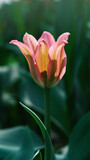 Fototapeta Tulipany - Pink tulip with leaves side view on blurred background