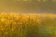© Naj - The edge of a misty lake at sunrise in an early bright summer morning with a colorful sky in sunlight, Almere, Flevoland, The Netherlands, September 2, 2020