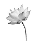 Fototapeta Tulipany - Black white Lotus flower isolated on white background. File contains with clipping path so easy to work.