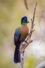 Purple Crested Turaco Isolated In Natural Background In Kruger National Park, South Africa ; Specie Gallirex Porphyreolophus Family Of Musophagidae