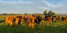 Herd Of Beef Cattle On A Summer Pasture