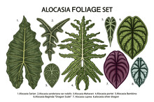 Vintage Vector Botanical Illustration, Tropical Exotic Plant, Jungle Foliage, Alocasia Leaves Set Isolated On White Background.