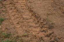Bulldozer Tracks In The Mud