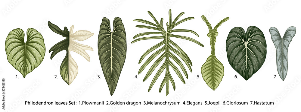 Vintage vector botanical illustration, tropical exotic plant, jungle foliage, philodendron leaves set isolated on white background. - obrazy, fototapety, plakaty 