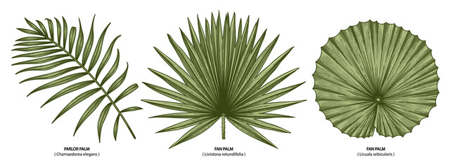 vintage vector botanical illustration, tropical exotic plant, jungle foliage, palm leaves set isolat