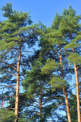 Sticker - Pine trees on a sunny day.