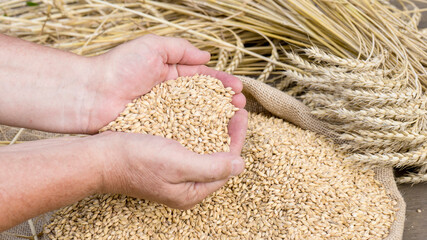 Man's hand holding barley, Harvest concept. Close up.