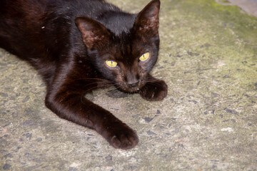 Black Street Cat Animals Wildlife