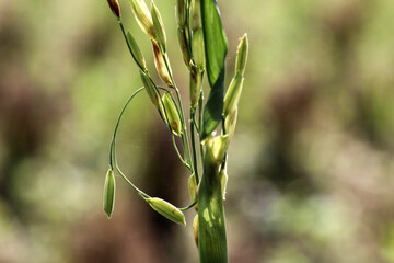 Wall Mural - closeup of immature or young rice grains with green skin