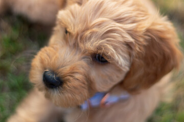  Goldendoodle Puppy 9