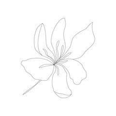 Minimalism line drawing. Flower vector one line art. Botanical Sketch Vector Illustration. Nature vector Line drawing.