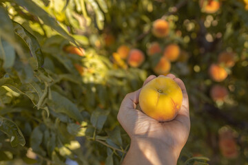 hand picking peach from tree, in field