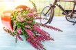 Close up of blooming beautiful pink and white flowers bells .  balcony decor