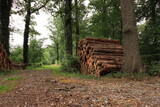Fototapeta Las - Der Holzstapel im Wald