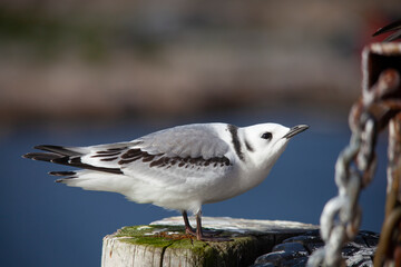 Wall Mural - The black-legged kittiwake (Rissa tridactyla) is a seabird species in the gull family Laridae.