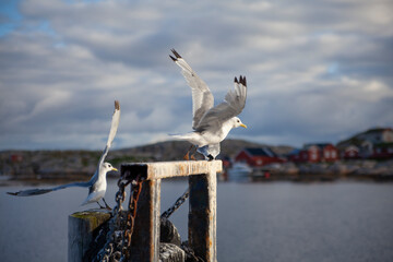 Wall Mural - The black-legged kittiwake (Rissa tridactyla) is a seabird species in the gull family Laridae.