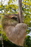 Fototapeta  - Brown throated Three toed Sloth hanging at the end of a branch in Costa Rica
