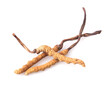© pisut - Ophiocordyceps sinensis (CHONG CAO, DONG CHONG XIA CAO) or mushroom cordyceps this is a herbs on white background