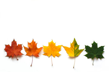 Autumn border frame made of fallen leaves on a white background. Color gradient from green to red. Autumn, fall of the leaves, change of seasons concept. Flat lay, top view, copy space.