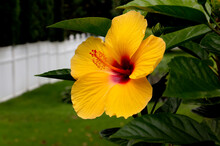 Hibiscus Single Yellow Flower Bloom Stamen Yellow And Red With Rich Texture