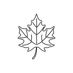 Wall Mural - maple leave graphich design vector