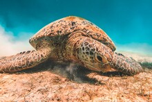Turtle Swimming In The Sea