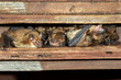Big brown bats (Eptesicus fuscus) colony in attic, Iowa, USA.