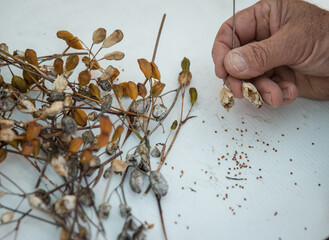 Collecting plant seeds