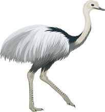 Vector Greater Rhea, Flightless Bird Illustration