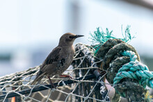 Starling Female Bird Sitting On Top Of Crab Trap Cages In Piles, Cages Used To Catch Large Numbers Of Crabs, Little Bird Looking For Food, Starling Sitting By The Big Blue Rope On Lobster Pod