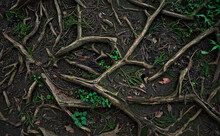 Top-down View Of The Surface Of A Forest Path Covered In Twisting Roots, Dark Soil, Small Plants, And Leaf Litter