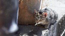 Tabby Cat Hiding Between Flower Pots. Stray Cat Walking Along The Edge Of A Concrete Roof. Stray Kitten Walking Among Flowerpots