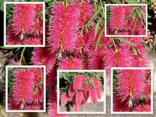 Pretty Collage Of Ornamental Blooms Of Deep Carmine  Pink Bottlebrush Callistemon Species Flowering In Spring Attracts Birds And Bees To This West Australian Garden.