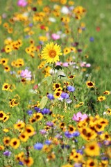 sunflower in a field of wildflowers
