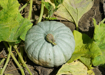 Wall Mural - fresh pumpkin in the field during harvest season