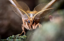 Moth Macro Photo Closeup